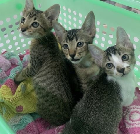 เมื่อรับน้องลูกหมา-แมวจรมาควรทำอะไรบ้าง?? เมื่อรับน้องลูกหมา-แมวจรมาควรทำอะไรบ้าง??